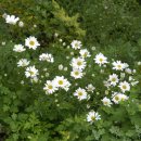 구절초로 이미지