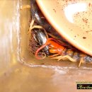 아라크네 이미지