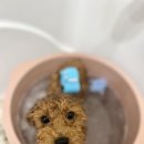 끌레르독 이미지