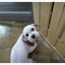 왈왈애견미용샵 이미지