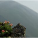 돌꽃