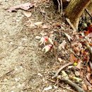 걷고 싶은 누리길 | 서울 근교 걷기 좋은 길: 무의도 둘레길 완벽 가이드 (큰무리선착장~하나개해수욕장)