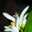 오렌지나무 이미지