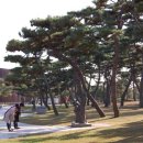 솔뫼성지 소나무 이미지