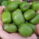 우림농산물 이미지