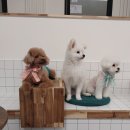 리츠펫 이시아폴리스점 이미지