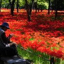 사화로-1 이미지