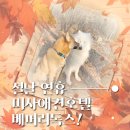 베버리 독스 이미지