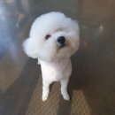 개컷 이미지