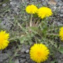 민들레홀씨 이미지