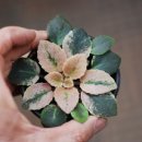 구이오이 이미지