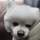 예쁨줄개 이미지