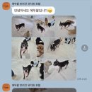강아지호텔