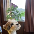 정희애견 이미지