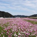 하동북천코스모스메밀꽃 영농조합법인 이미지