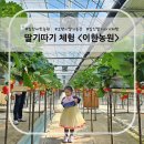 일산 - 딸기따기 체험 &lt;이한 농원&gt;