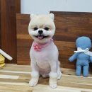 애견미용 이미지
