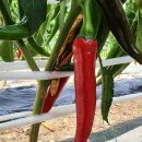 이튼 칼리지 영국 최고 명문고등학교 혼자 잘되기보다는 함께 동반성장을 이미지