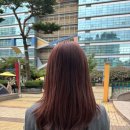 파보헤어 이미지