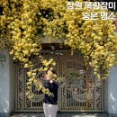 내동천 | 창원 목향장미 명소는 이제 이곳이 될 것이다.