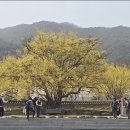 산수유 둘레길 | 3/25(화) 지리산둘레길 22코스 후기