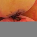 맥반골농원 이미지