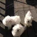 말티즈하우스 이미지