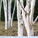 자작농장 이미지