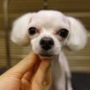 보우동물병원 이미지