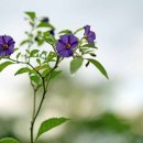 두 종류의 보라 꽃 :Lycianthes(파라과이 까마중)그리고 Ruellia brittoniana 이미지