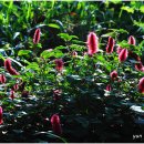 여우꼬리 이미지