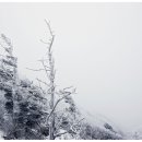 수목화