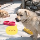 펫앤바이오 이미지