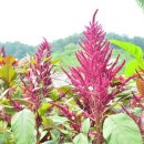 아마란스 이미지