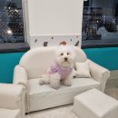 아이조아펫파크 대구점 이미지