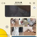 뜰안에냥 이미지