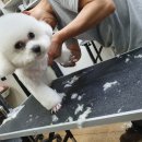 부산애견팡팡 이미지