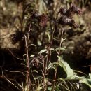 유명떡집 이미지