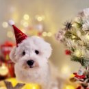 나무애견유치원 이미지