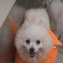 26.06.19 - 새콤, 공차, 먹지, 레소, 몽쉘 📸열두달 이미지