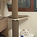 안단테동물병원 | 강동구 안단테 동물 병원 고양이 건강검진 후기, 처방사료