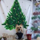 더 퍼피즈 블루 오션 쿡 이미지