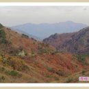 섬진강 솔밭이 보이는 풍경 이미지