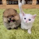다온 입양센터 수원점 강아지분양 고양이분양 이미지