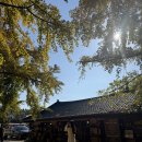 보령 나들이 2코스 | 충남 보령 가볼만한곳 여행코스 청라은행마을 대천해수욕장 스카이바이크