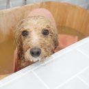 당당이 애견 이미지