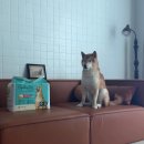 멍멍하루 | 국제멍멍패드 후기｜흡수력 좋은 모세관 패드, 강아지 배변패드 추천
