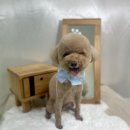 아르밤 펫 | 구리 애견미용 인창동 아르밤펫 @arrbam_pet