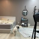 런닝독 이미지