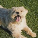 남해댕댕이 애견펜션 블루 이미지